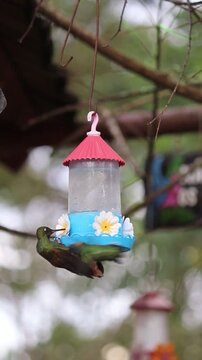 Hummingbird in Natural Environment &ndash; Beauty, Motion and Delicacy of Wildlife	