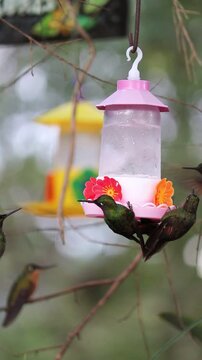 Hummingbird in Natural Environment &ndash; Beauty, Motion and Delicacy of Wildlife