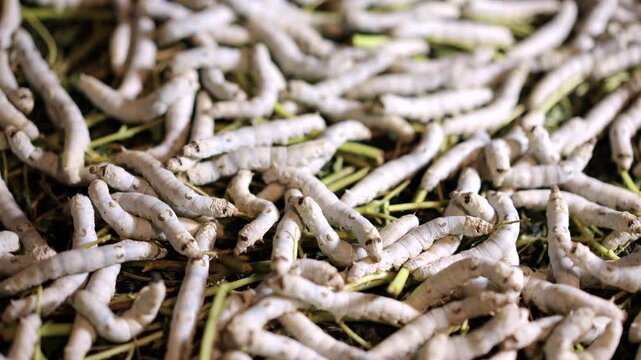 Plump silkworm larvae feeding greedily on mulberry leaves, the origin of silk production
Dense clusters of silkworms wriggling in trays, showcasing the bustling scene of traditional sericulture