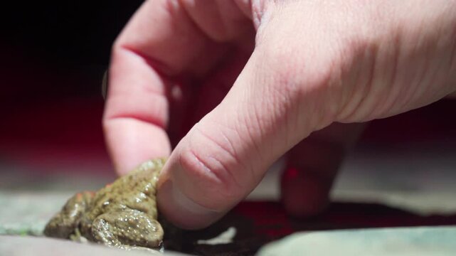 Human Hand Gently Lifts Common Toad from Asphalt Road, Careful Rescue during Night Migration (Ground Level Close Up Shot)