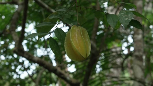 Panning shot of a green carambola fruit on a tree in the Amazon