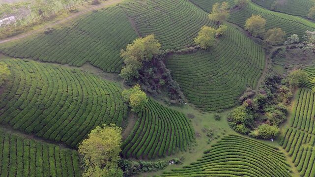 Pristine tea plantation Vietnam. Undulating lumpy waving hills covered in lush green farmland creating a mystic fairytale manicured landscape. Drone Birds Eye fly over.