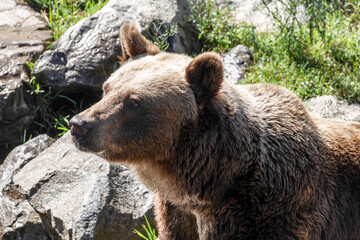 Fototapeta premium Ours