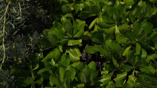 Top-down technical shot of Scaevola taccada (Beach Cabbage) alongside silvery coastal succulents. Dense green foliage with waxy textures and organic patterns in natural outdoor lighting.