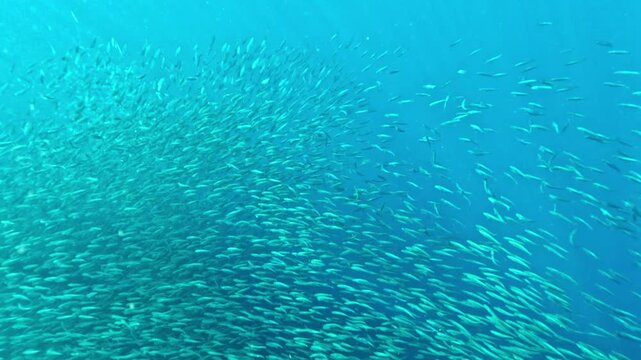 Huge sardine school forming dynamic shapes in blue water Moalboal Philippines
