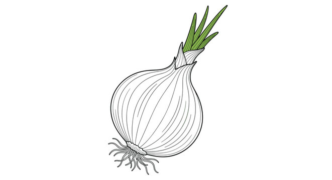 Realistic line drawing of a whole white onion with roots and green sprouts showing fine details of the vegetable.