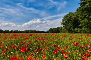 Naklejka premium Vibrant Red Poppy Field in Sunny Spring Meadow under Blue Sky