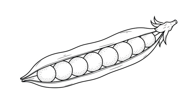 Black and white line art illustration of an open pea pod showing seven round peas inside with delicate shading and fine detail on the shell.