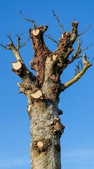 Obraz premium Pruned tree trunk with bare branches against a bright blue sky