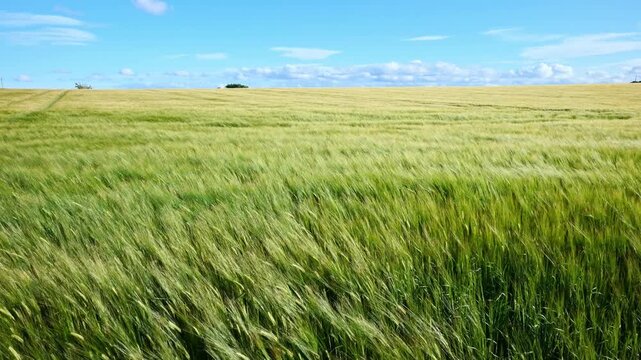 Lush Green Wheat Field in East Lothian, Scotland.