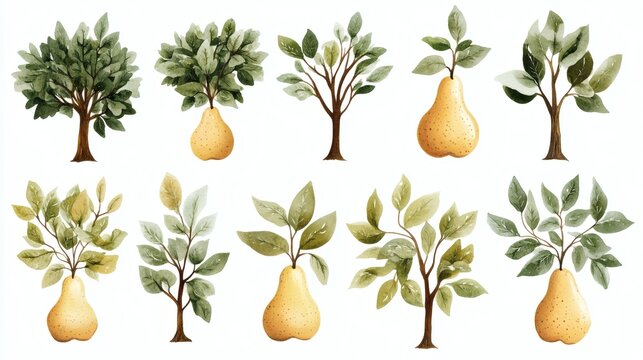 Watercolor illustration of pear trees and pears arranged in rows on white background