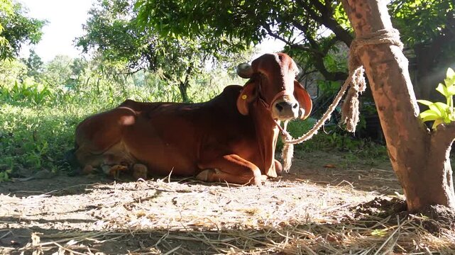Healthy Gir cow resting under a tree in a natural farm. Shows proper care, comfort, and eco-friendly dairy practices, supporting animal welfare and quality milk production.