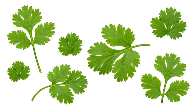 A vibrant bunch of fresh cilantro leaves on a white background