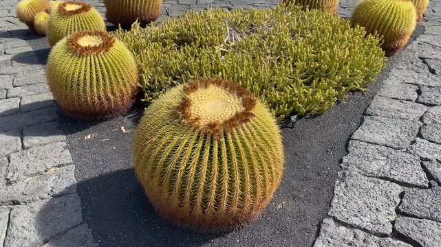 El Jard&iacute;n de Cactus is the last great work of C&eacute;sar Manrique
Teguise, Canary Islands, Spain