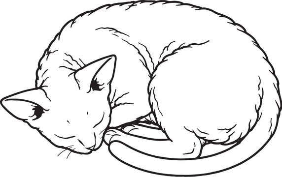 Devon Rex cat sleeping curled top view black and white line art isolated
