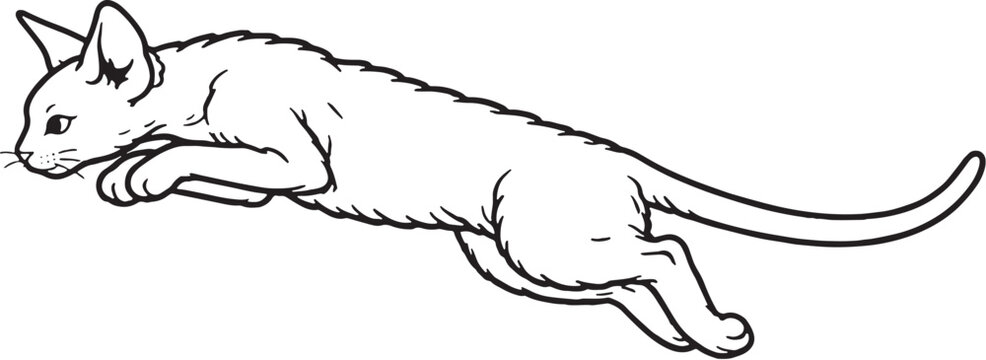 Devon Rex cat mid air leap jumping black and white line art isolated