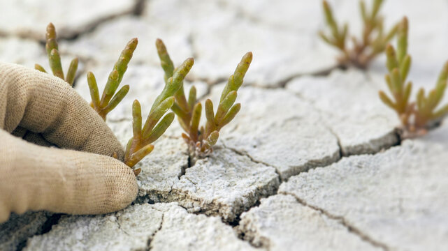 Gloved hand touching Salicornia plant in cracked salty soil, climate change resilience, sustainable saline agriculture, drought land restoration, closeup