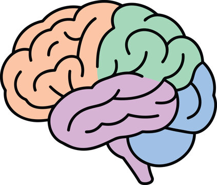 Human brain anatomy vector illustration with colored lobes representing cerebral cortex sections including frontal parietal temporal and occipital areas for medical education science research and psyc