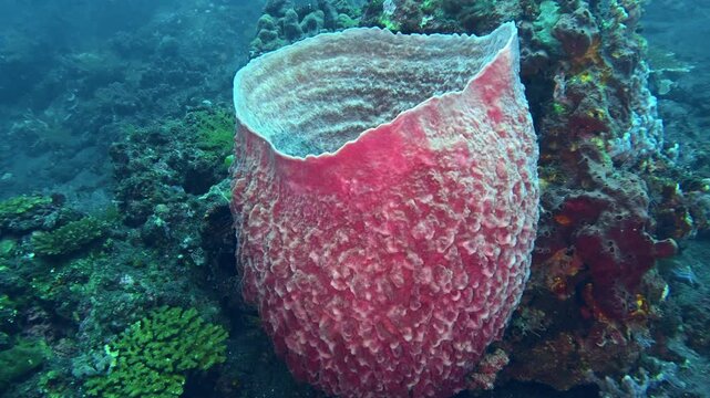 Large pink barrel sponge growing on a healthy tropical coral reef underwater