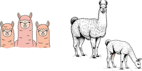 Fototapeta premium Cute alpaca cartoon characters with smiling faces and vintage engraved llama illustration set farm animal vector collection isolated