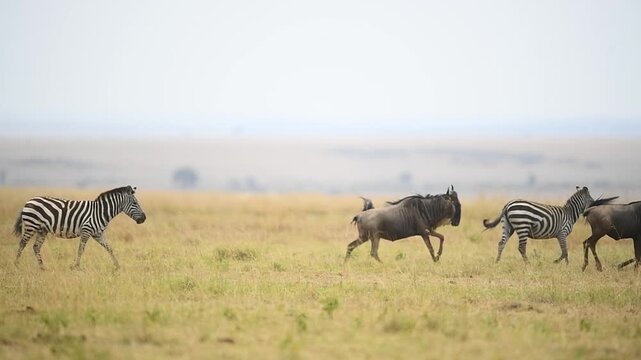 Group of zebras and wildebeest running in the wild Savannah.