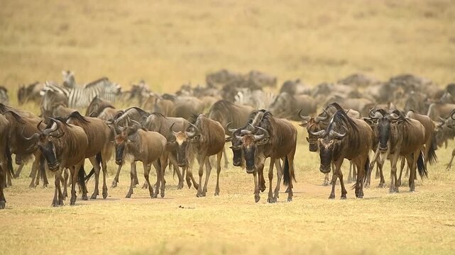 A group of wildebeest walking slowly in the Masai Mara.