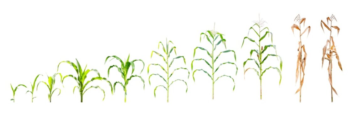 Corn plant growth stages set from seedling and vegetative to reproductive and mature dry stalk. Sequence of maize development phases for agriculture and botany education on transparent background.