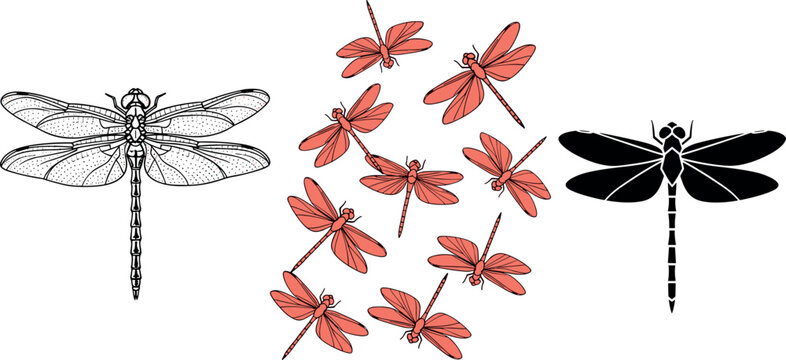 Dragonfly illustration set with detailed wings, red flying insects group and black silhouette, nature vector collection isolated