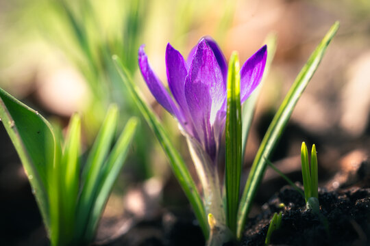 Crocus emerges from the earth, kissed by soft light.