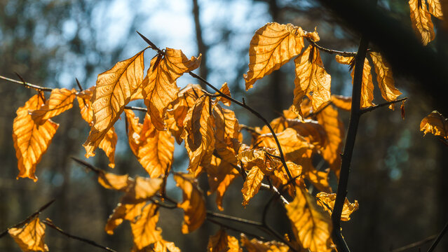 Golden autumn leaves catch the last rays of sunlight.