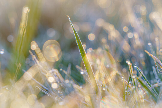 Golden light dances on dew-kissed blades of grass.