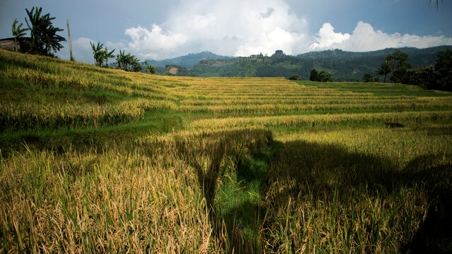 The climate crisis threatens rice farming through extreme weather, such as droughts and floods, which trigger drastic declines in production.