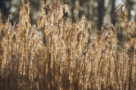 Golden reeds shimmer with morning dew, catching the sun's soft glow.