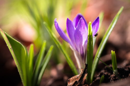 Delicate purple crocus emerges from the earth, kissed by morning light.
