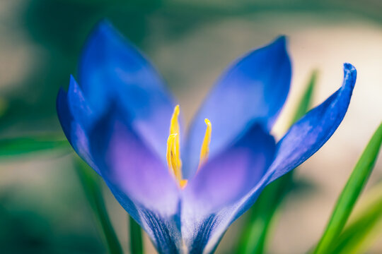 Spring petals with purple colour, unfurl in the soft morning light.