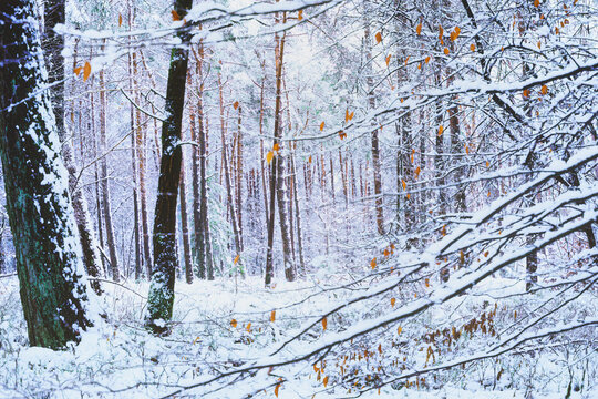 Winter's soft light filters through snow-laden branches, casting a serene glow.