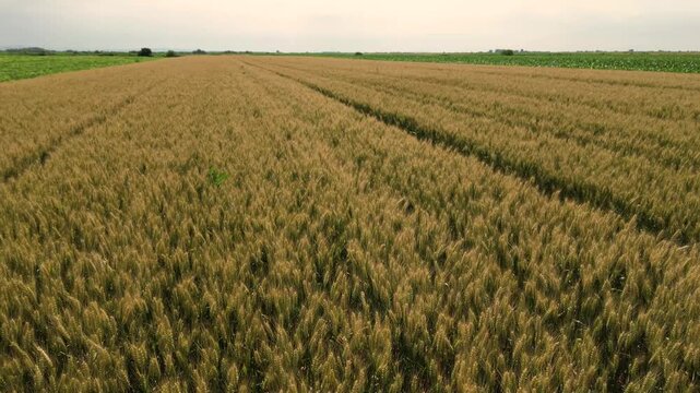 Aerial drone view of wheat field with golden grain rows across rural farmland in summer harvest season