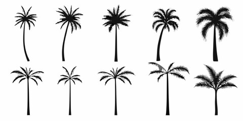 Silhouettes of various palm trees against a stark white background © Pabitra