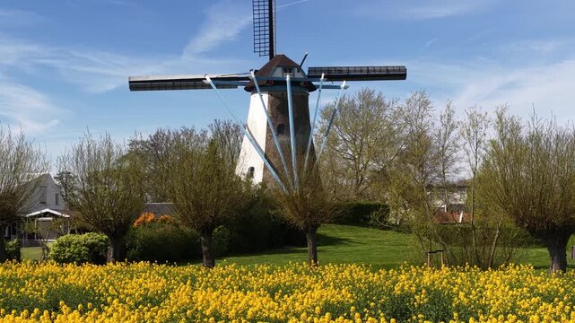 Traditional dutch windmill spinning in a yellow rapeseed field