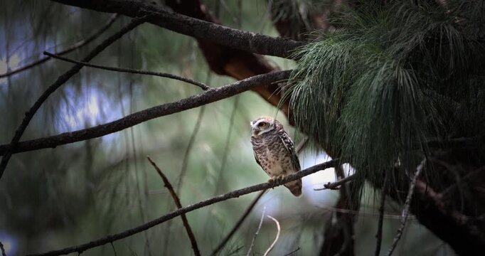 Spotted Owlet Athene brama perched on pine tree branch in forest during daytime. Small owl looking sideways in natural habitat. Medium shot with shallow depth of field. Slow motion.