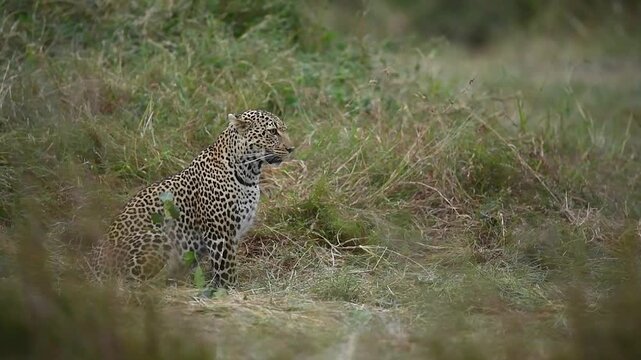 Side view of Beautiful African leopard in the grass in the African Savannah.