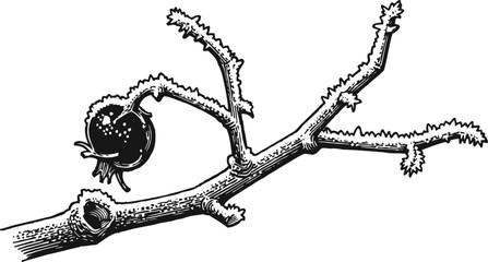 Fototapeta premium Detailed black and white illustration of a rose hip branch with a single fruit and spiny stems