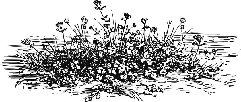 Hand drawn wildflowers and grass cluster sketch in black ink, natural floral meadow illustration