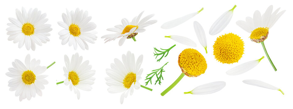 Chamomile flowers collection  isolated on white. Flying Daisy flover set. Chamomilla (Marguerite) as a Herbal medicine.