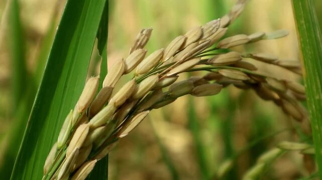 Rice plants (oryza sativa) enter the harvest period