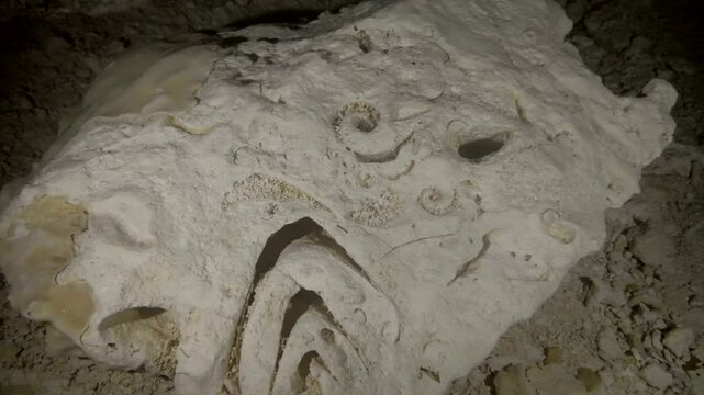 Close inspection of fossilized structure within cave rock substrate in Cenote Dos Ojos, Quintana Roo, Mexico
