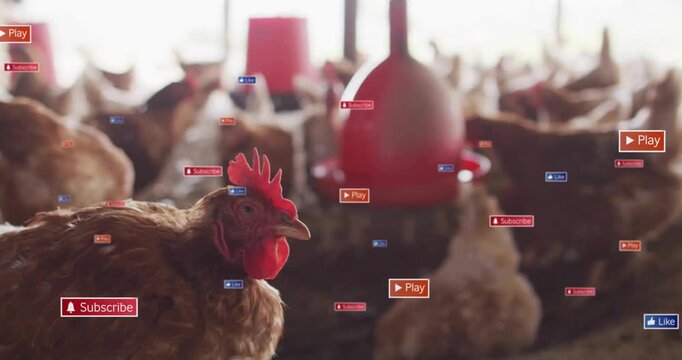 Brown hens feeding from red hanging feeders over litter floor inside poultry barn 3D render