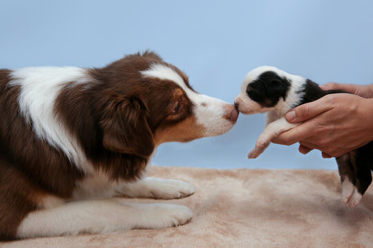 Gentle Aussie meets newborn pup. Tender moment of an adult Australian Shepherd dog and puppy sniffing noses, symbolizing new life, care, and adorable pet bonding. Purebred, tricolor, innocent, sweet, 