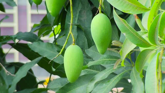 Two green mango fruits hanging together on branch with leaves natural tropical sunlight fresh organic agriculture and healthy food concept