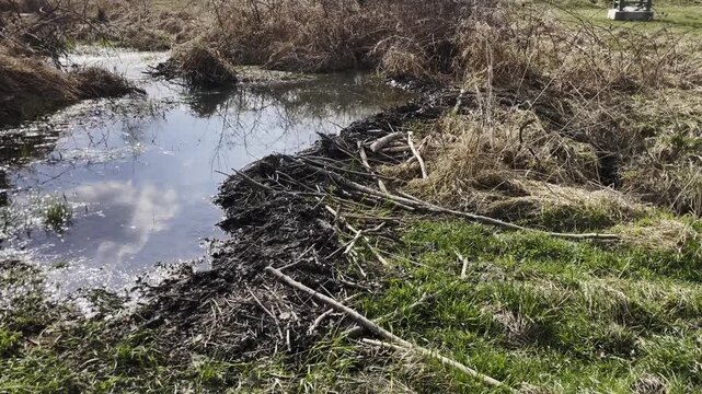 Eurasian beaver dam made of branches and mud creating a small wetland pond in spring nature
